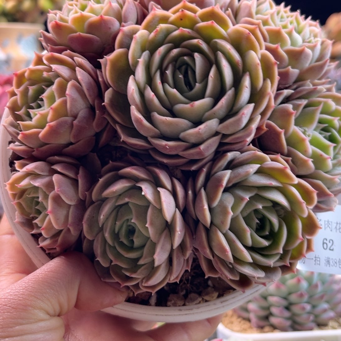 2.12-62昂斯诺11111