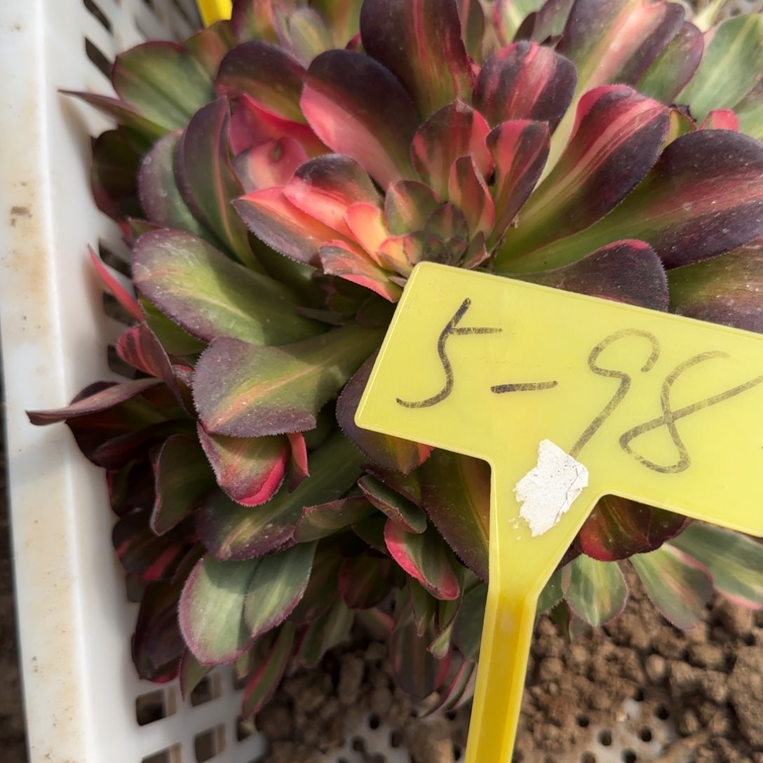 5-98--多头多肉多头