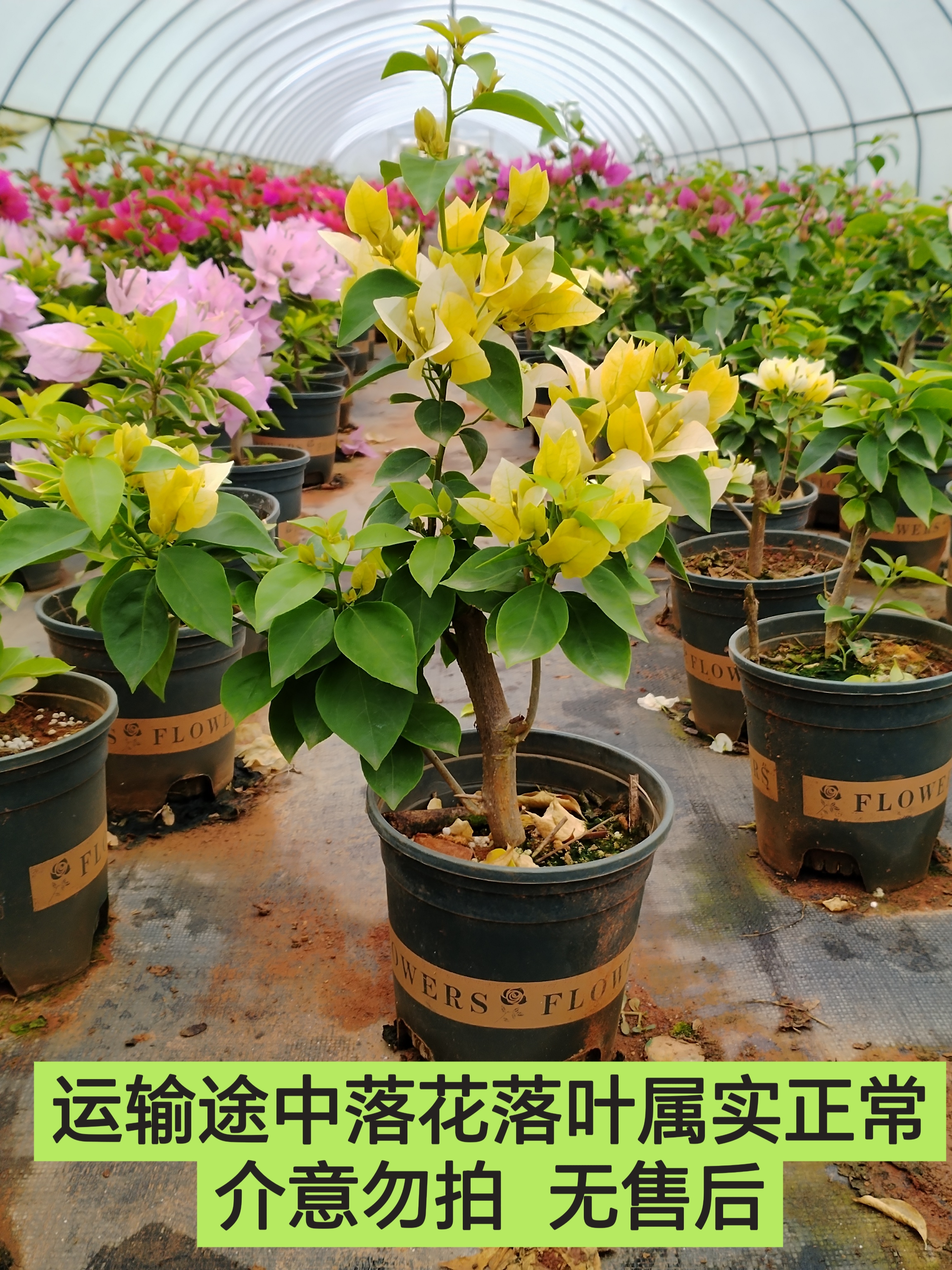 【苏瓦娜—新叶】运输途中会落花落叶有的落秃 介意的勿拍无售后