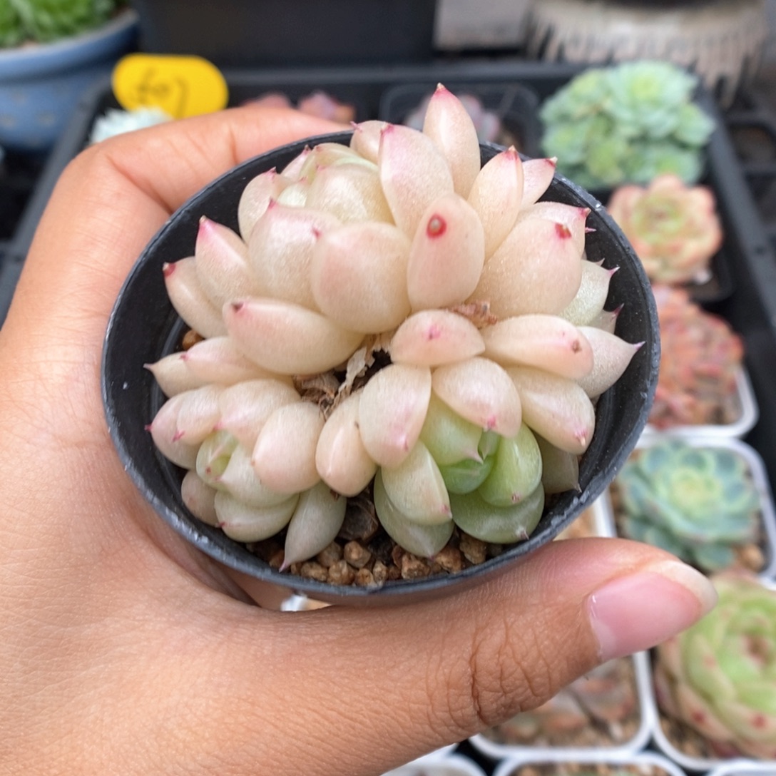 油透麦秆群生505号。 