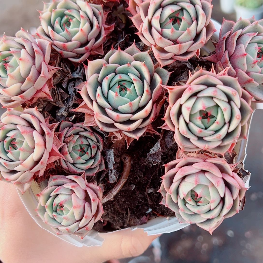 苯巴蒂斯多头造型精品特价