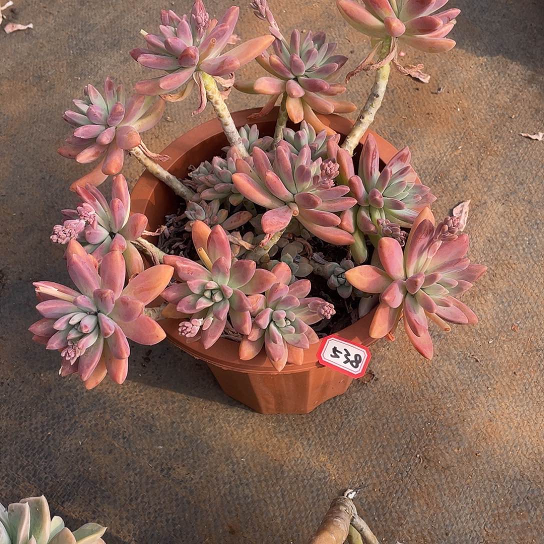 538秋力 一物一拍多肉