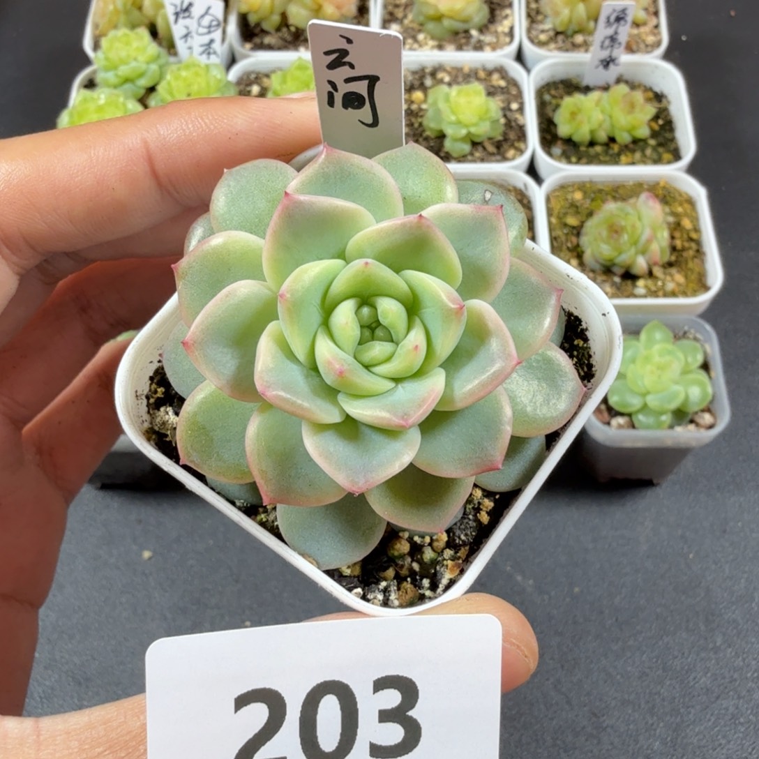 甜心云间一物一拍203