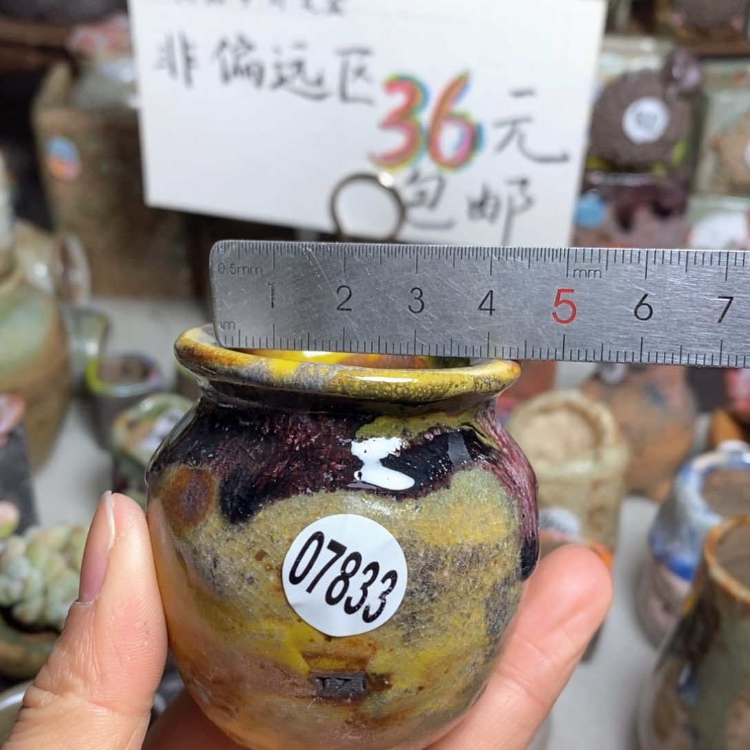 花盆拍5送一个小礼物