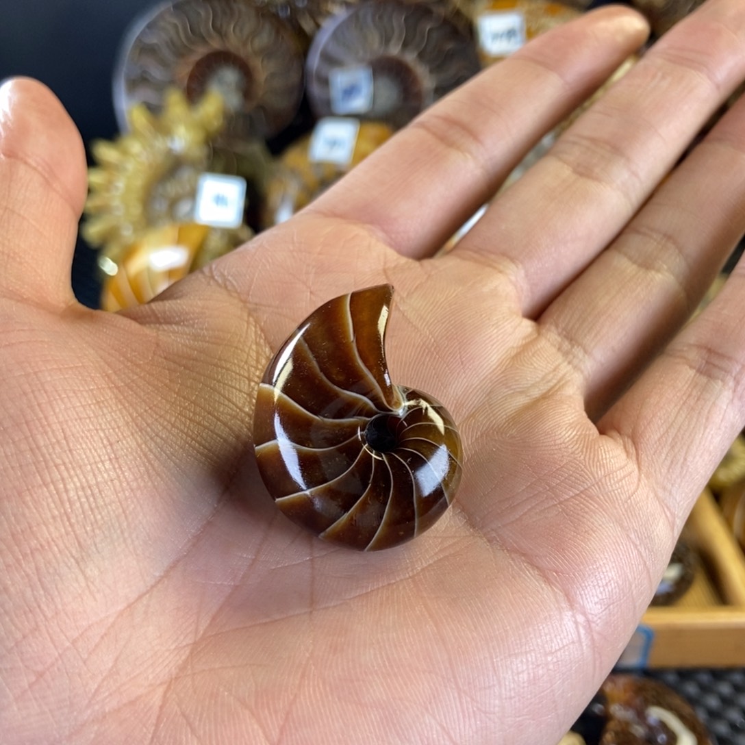 玉天然古生物化石斑彩螺