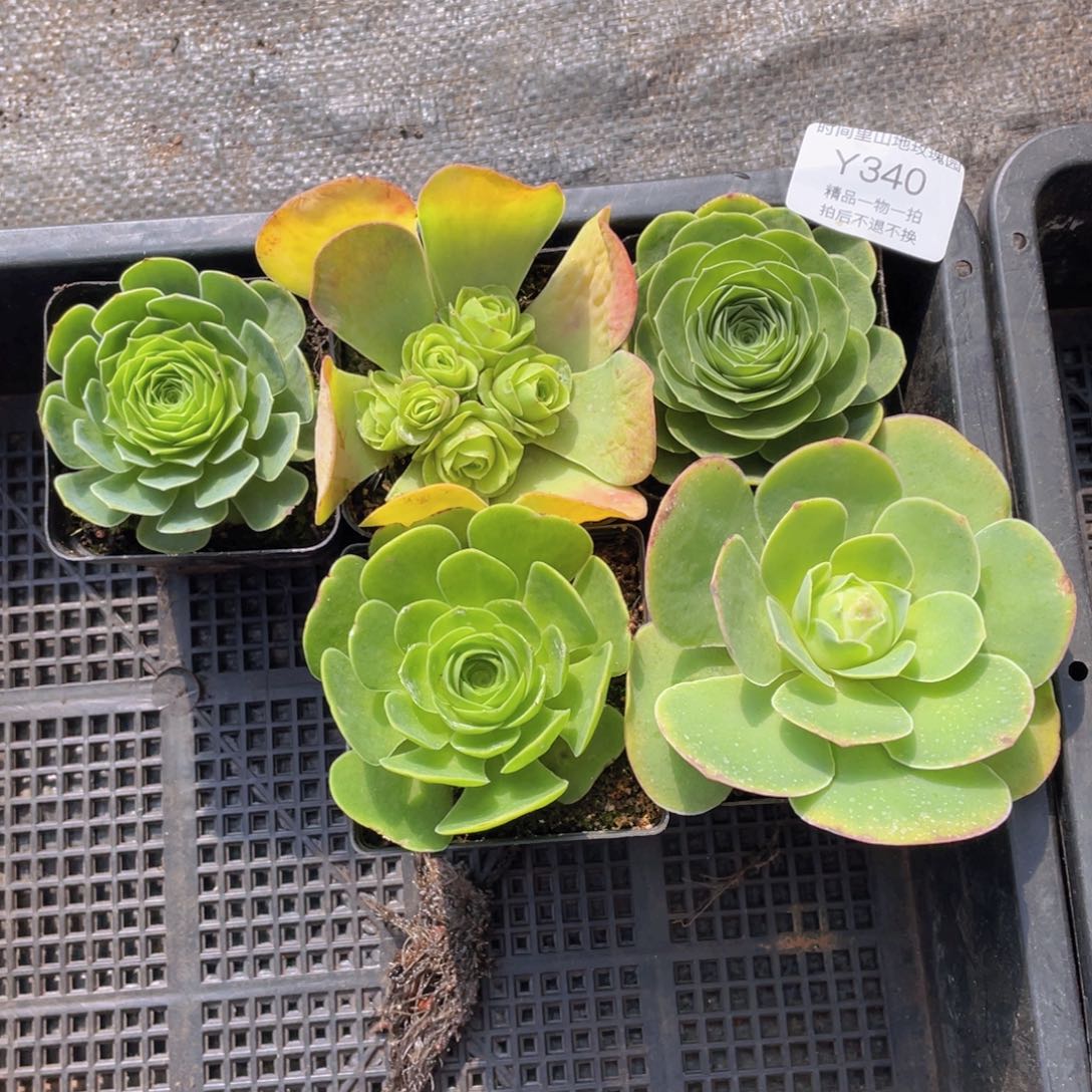 我发发340买三送二（一物一拍）