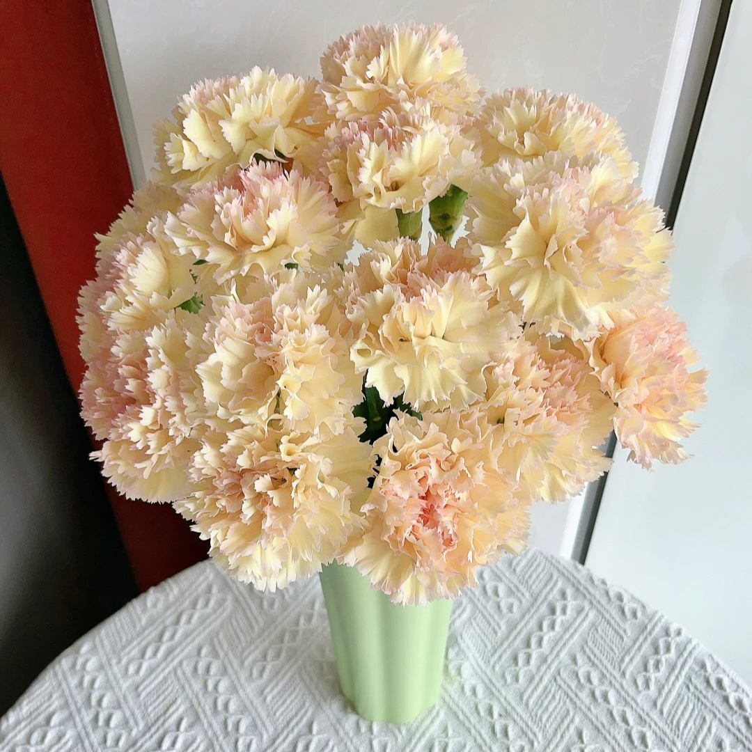 【可可西里】精选可可西里康乃馨家居摆放插花云南鲜花优质鲜切花