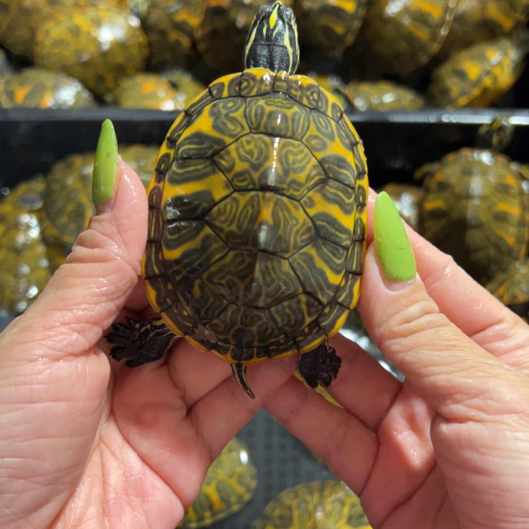 火焰龟母全品火焰