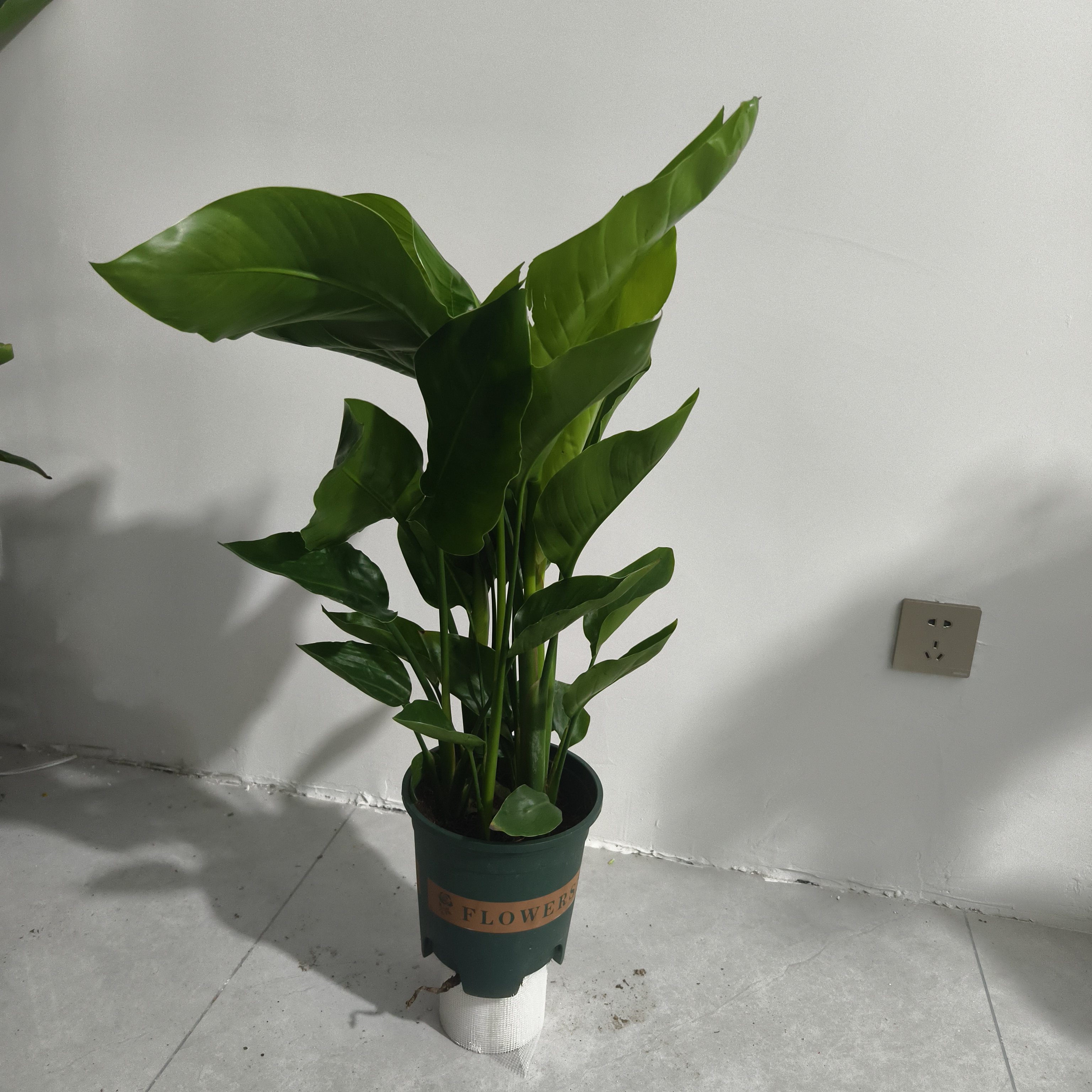 小天堂鸟绿植 - 寓意幸福美满提升家居风水