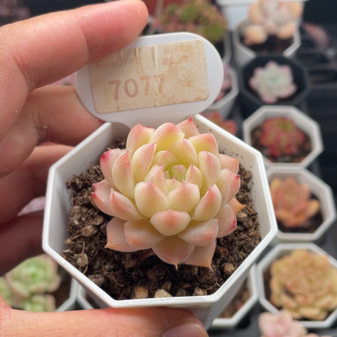桃熏女王7077-4.5厘米