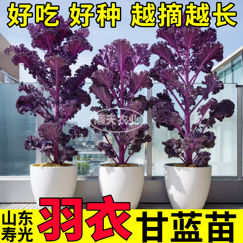 高产紫羽衣甘蓝秧苗带土绿羽衣粉羽衣甘蓝种苗耐寒食用庭院低脂