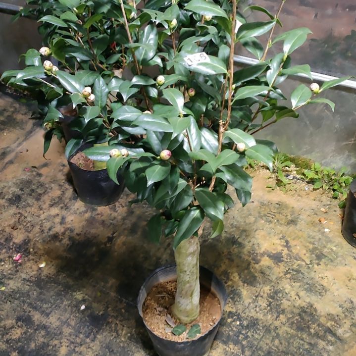 156都德宝贝，原盆原土发货