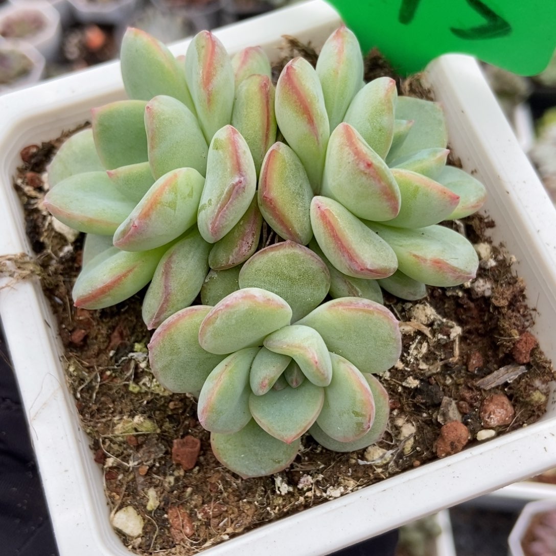 1645泡芙多肉植物