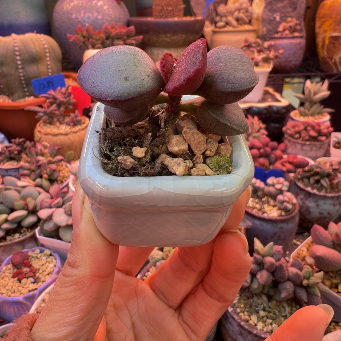 一组自拍，感谢支持1