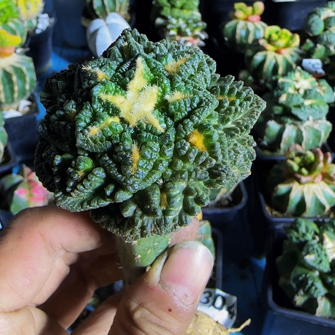 龟甲401仙人球开花