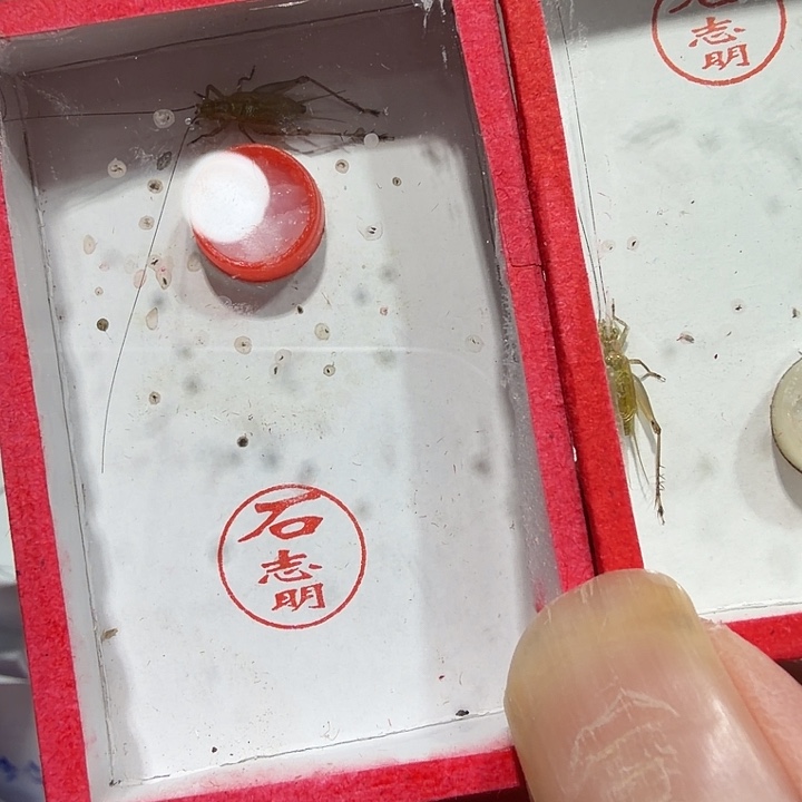 林***海蟋蟀石老师冬黄蛉包邮