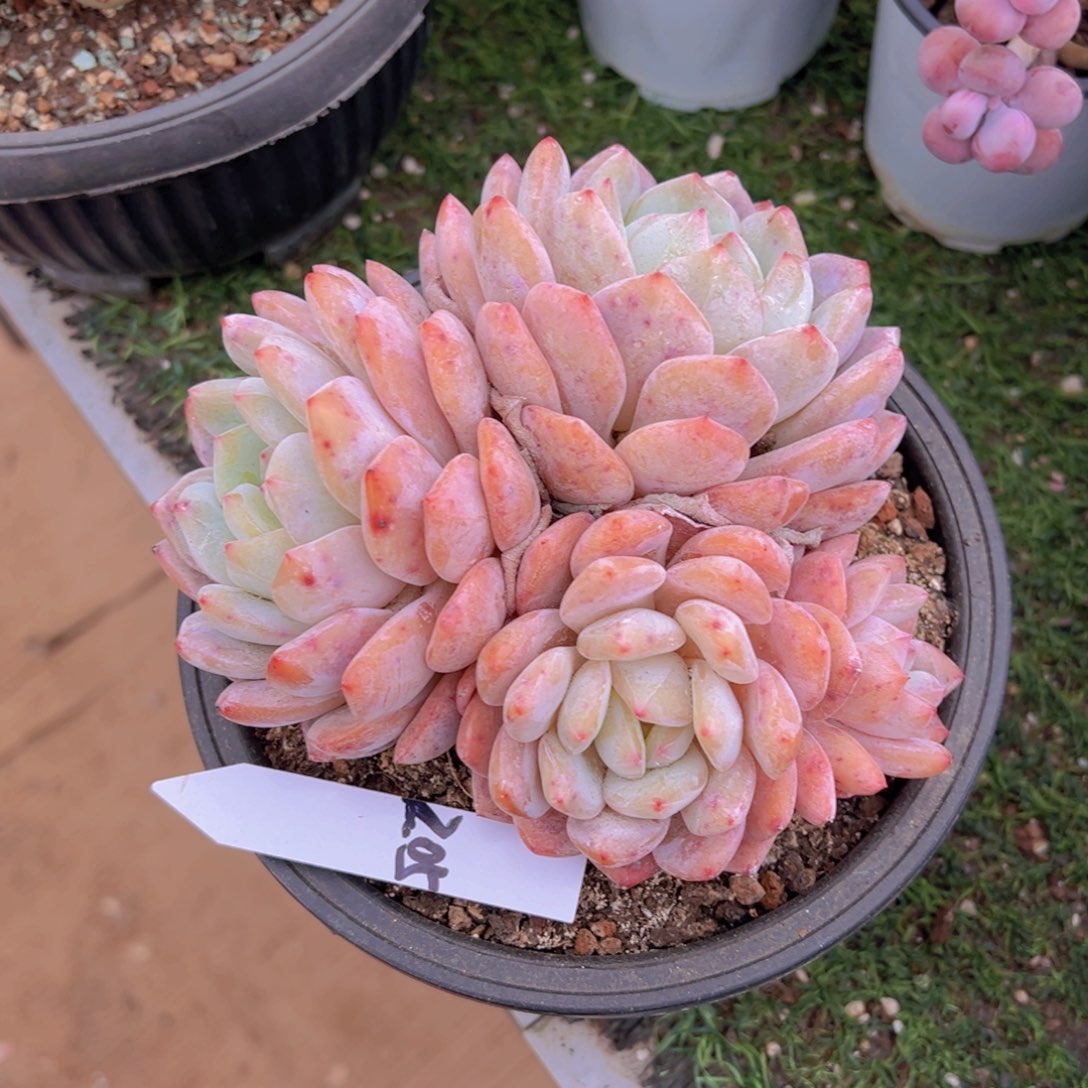 ?*小香玉的故事是一个人的故事