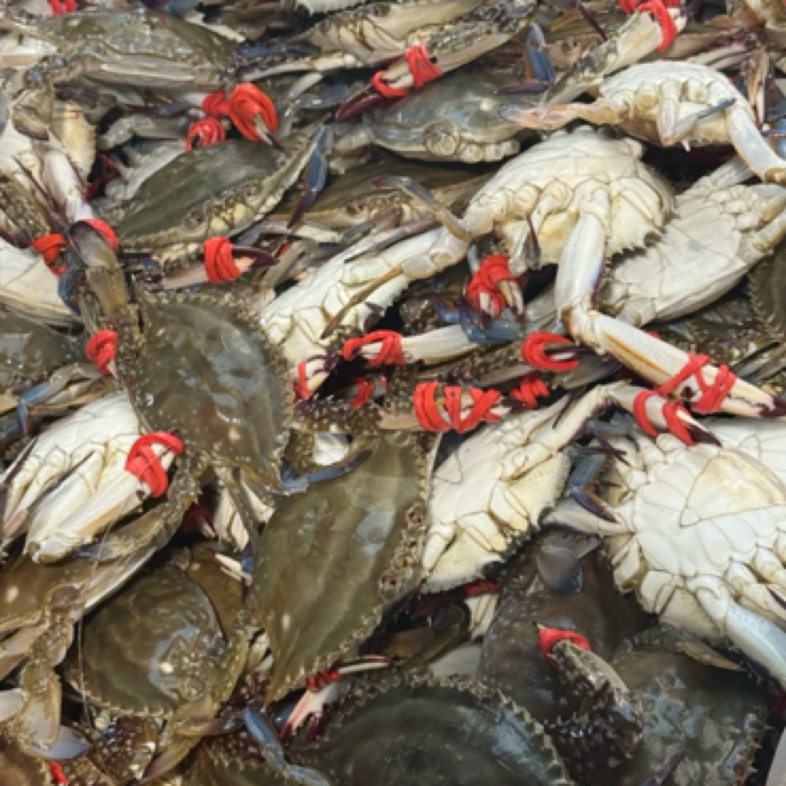 【保鲜不保活】尖蟹3斤单只1两左右一斤8-9只左右挂网有掉