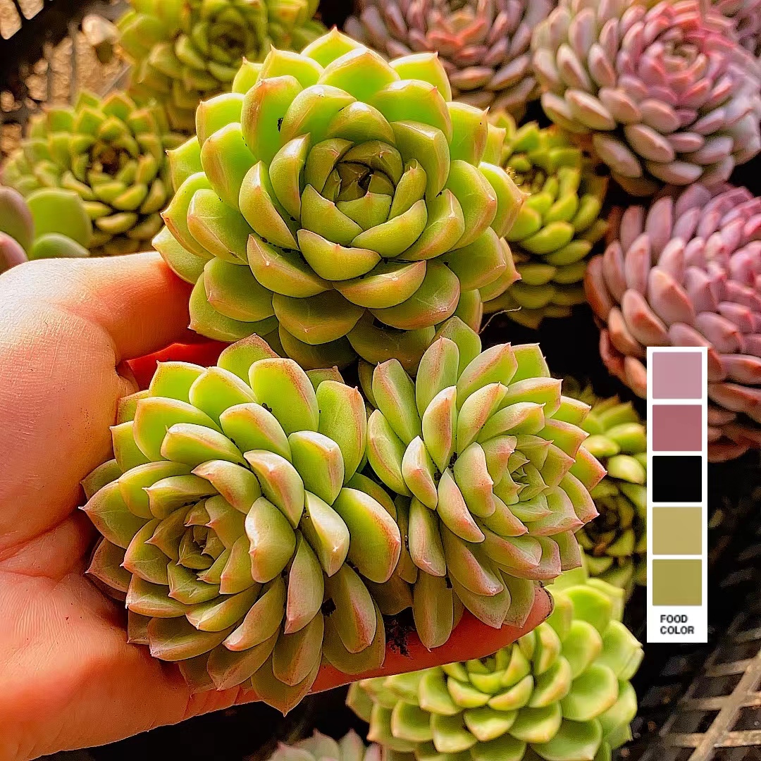 红女王 单头起 带土球 多肉植物【多肉满15包邮】新手好养 阳台党 