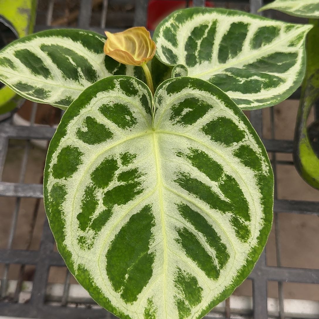 完全开放O197铜锣烧