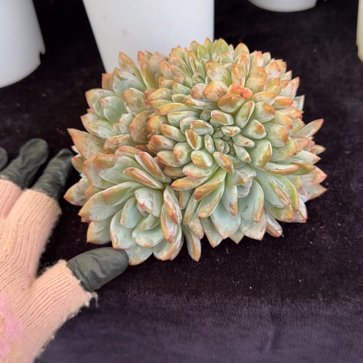 水***寒15厘米左右一物一拍的一物一拍的