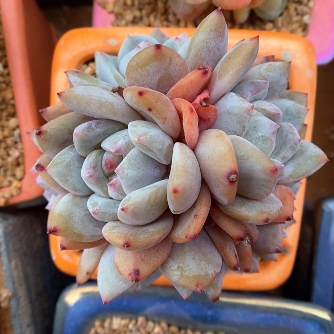 星影群生可拍920号