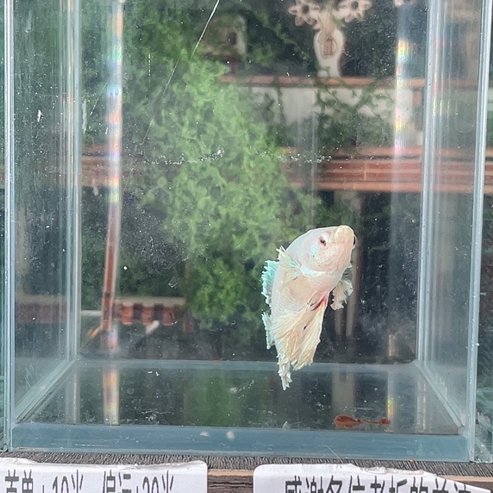 斗鱼活体不退不换谢谢