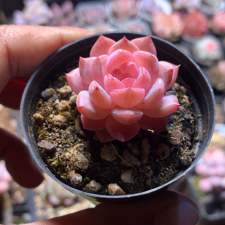 小精控多肉一物一拍