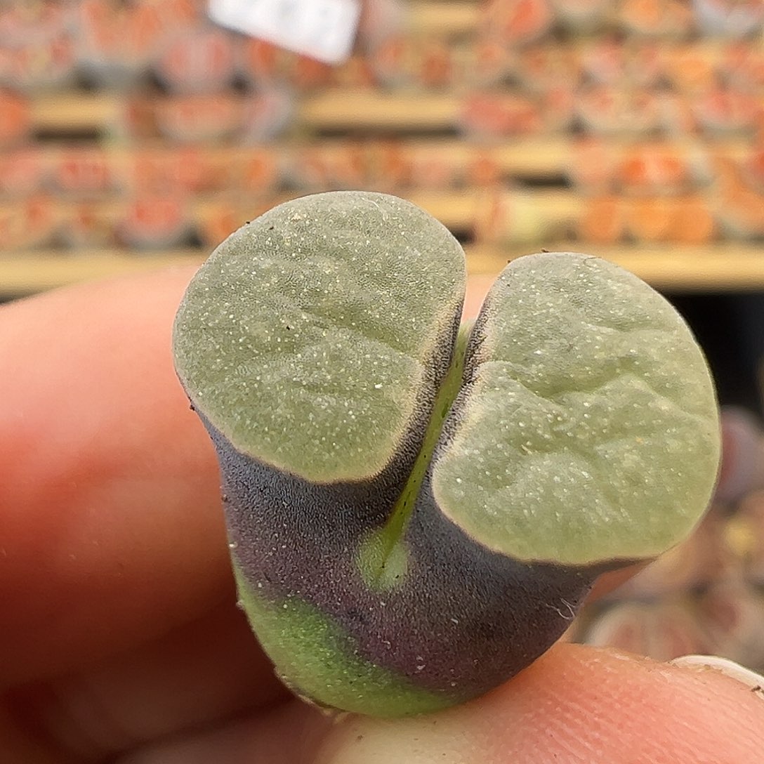 745清货福利雪花磁铁1.4厘米