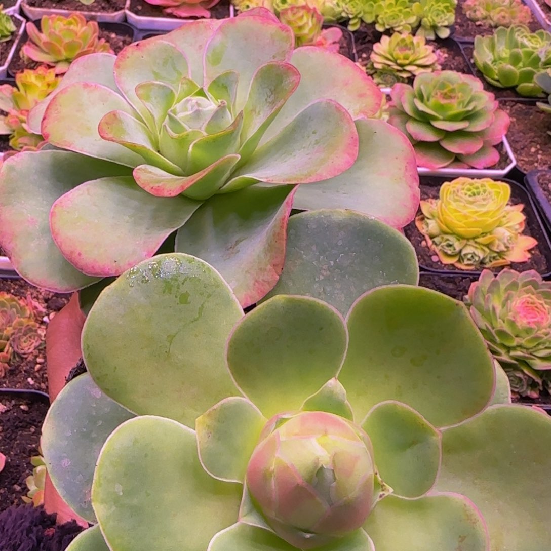 2颗一起13434276868676856868