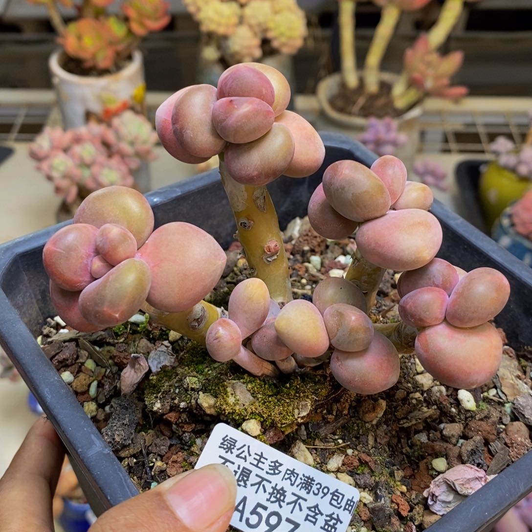 597芒果奶kk奶多肉8c m