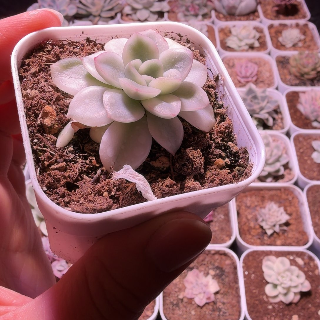 紫梦锦植物一物一拍