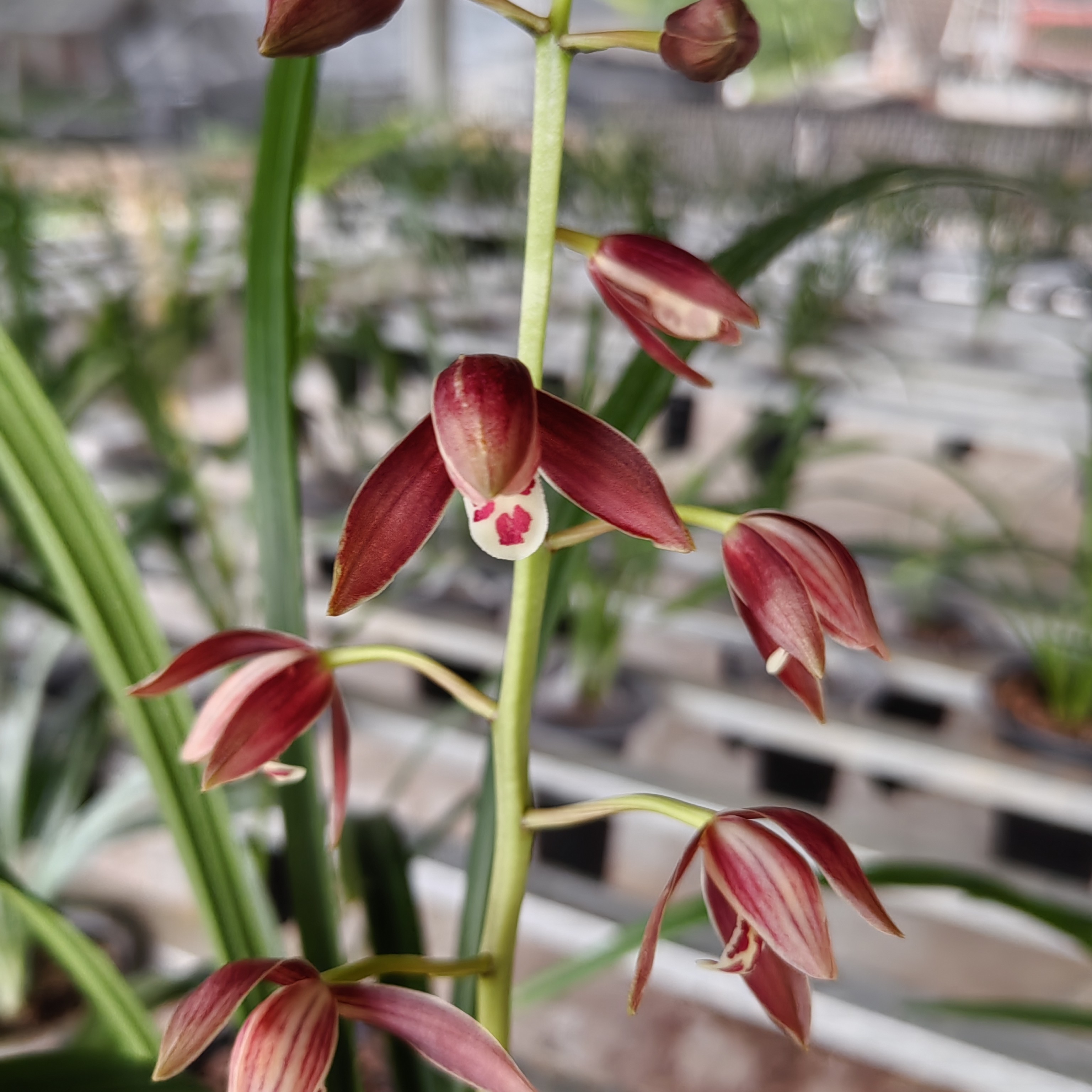秋榜兰花清炎香味