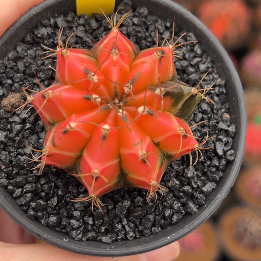 泰系实生米哈锦D8