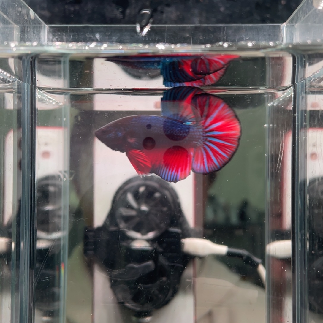 斗鱼印尼精品斗鱼219