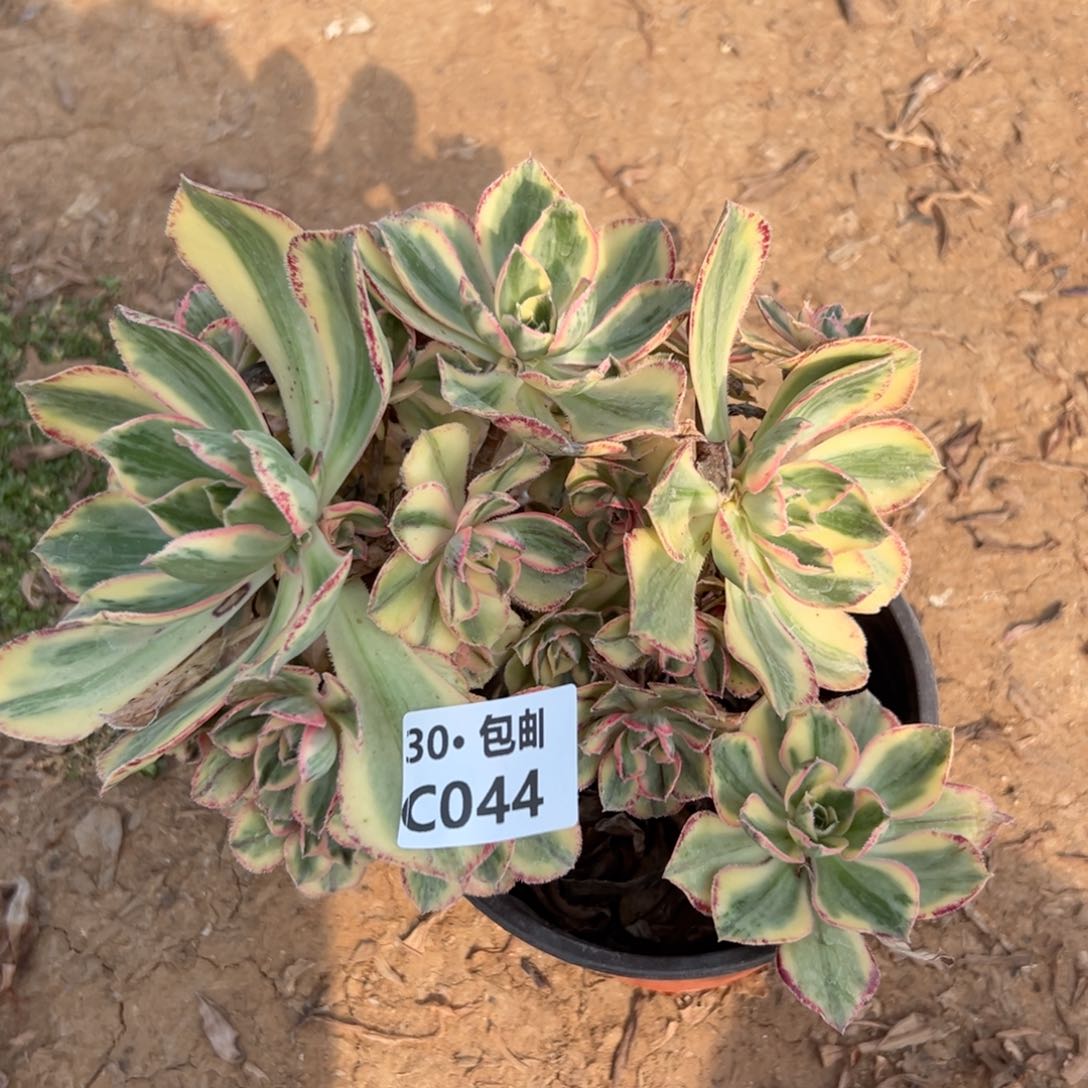 044 青花瓷多肉法师