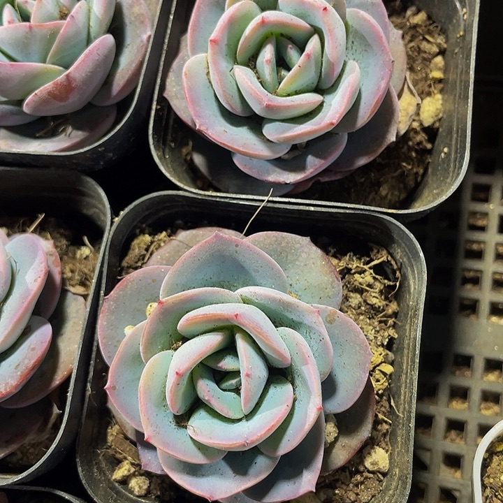 布鲁蓝2.8带盆土发