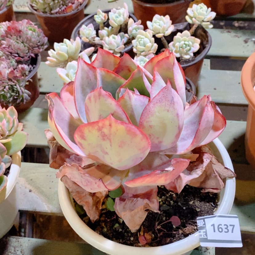 【闪购商品】肯尼迪1637