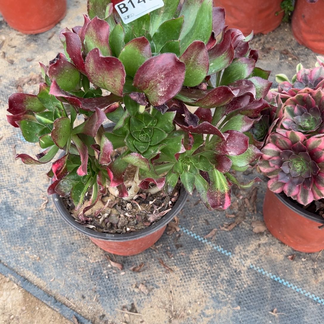 146魅影七彩多肉植物法师