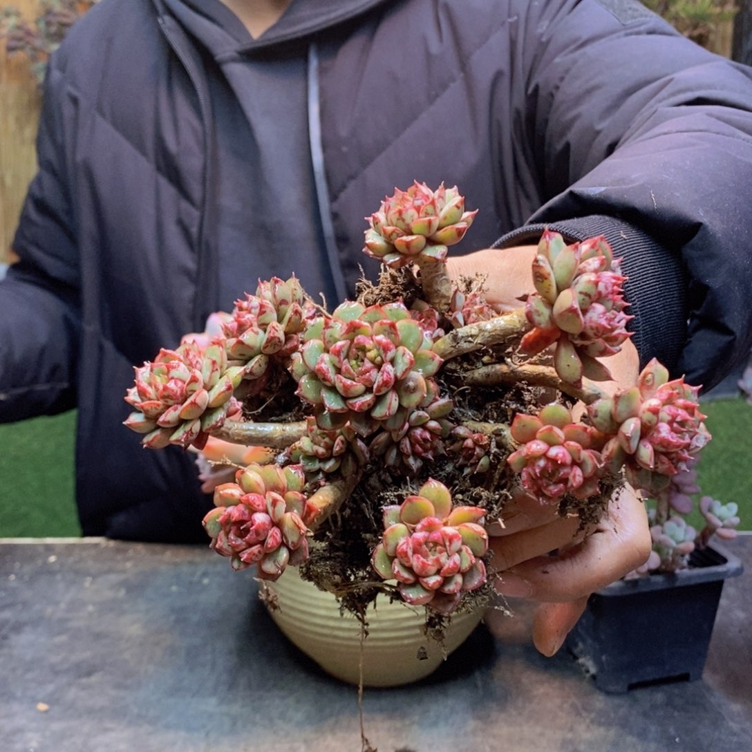 小**子D233 号血燕多肉