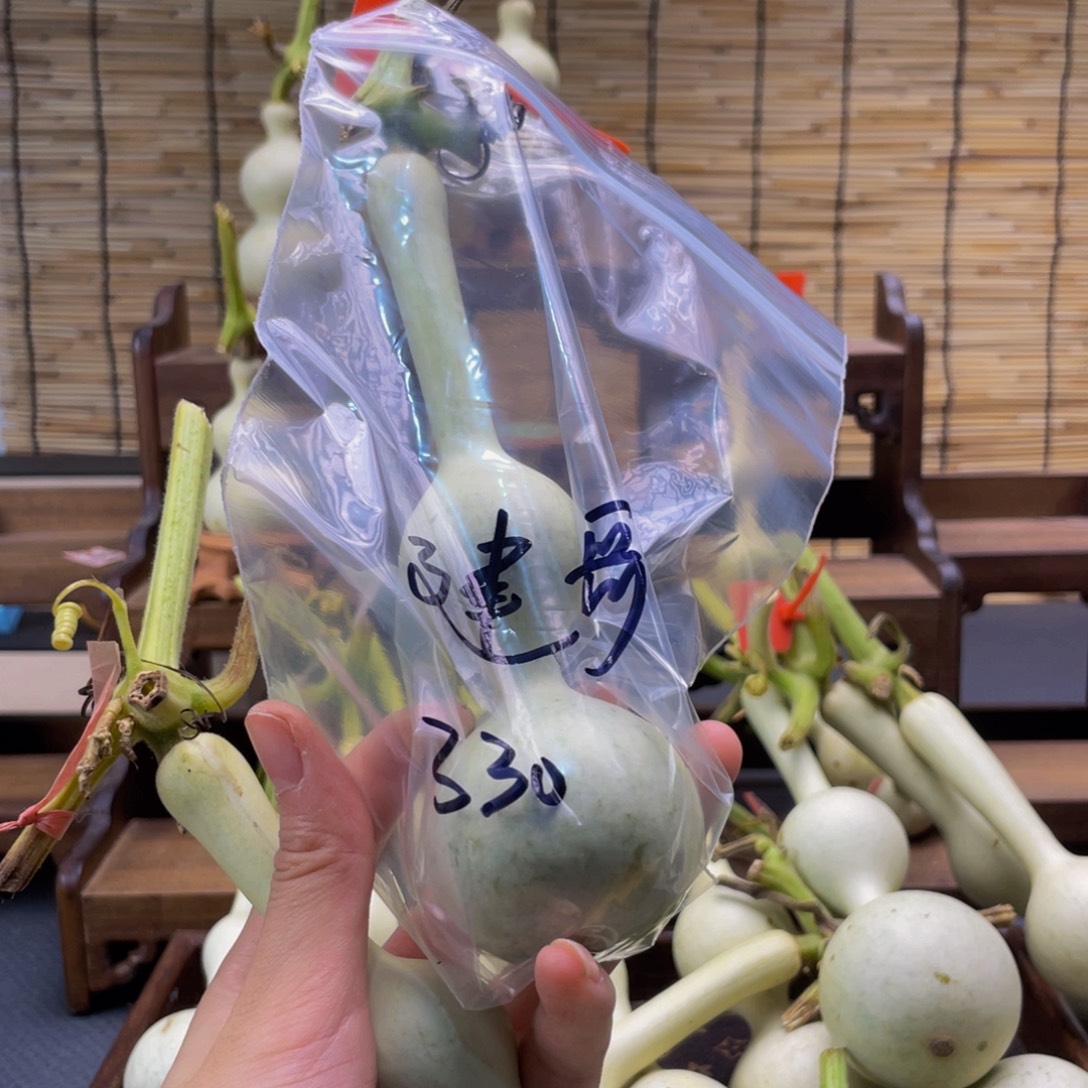 建***哥我是一只小小鸟地域鬼