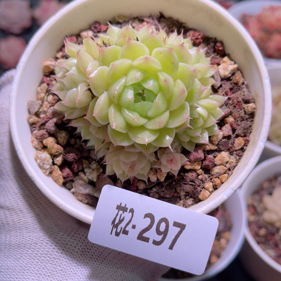 花02-297海王群生