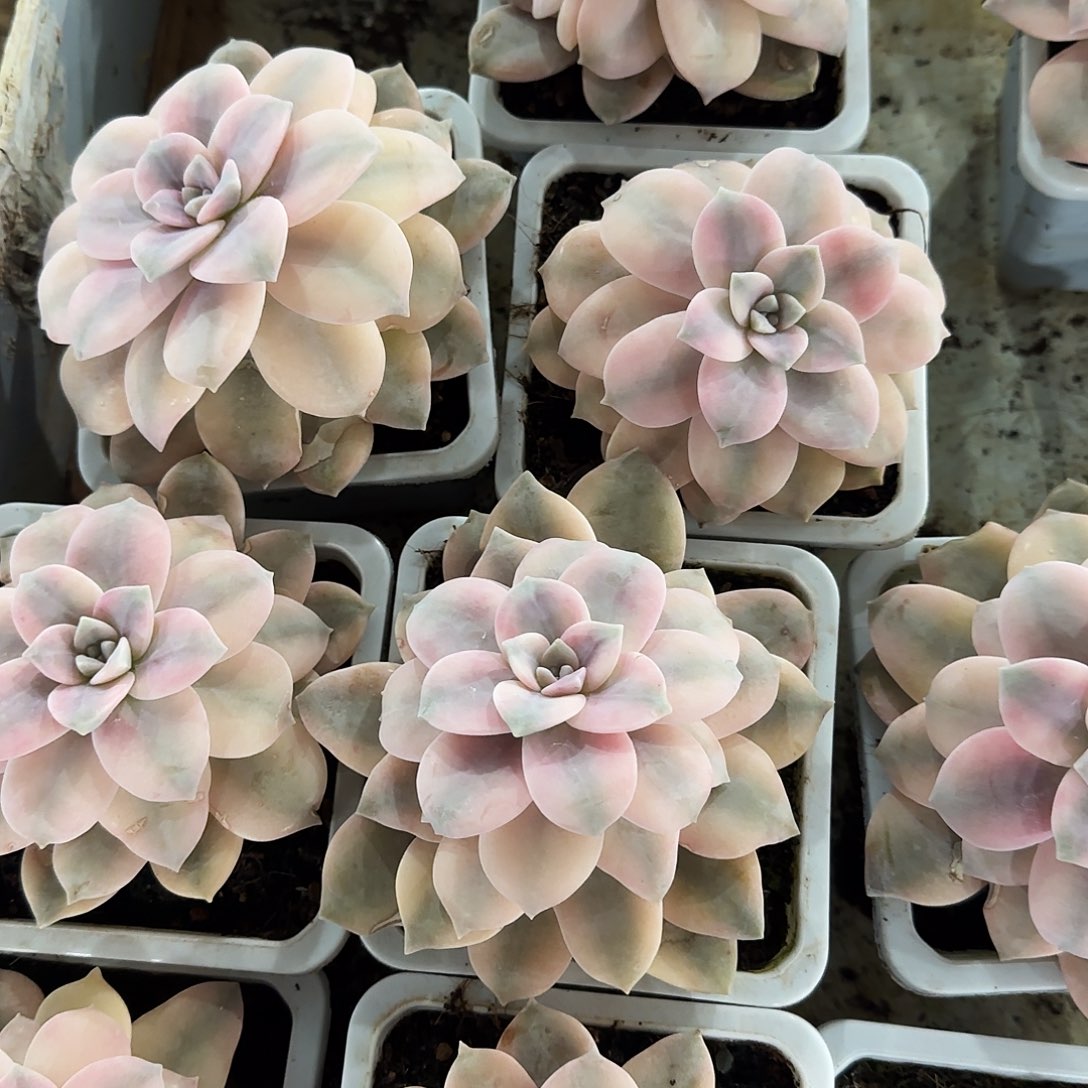 华丽风车锦多肉植物