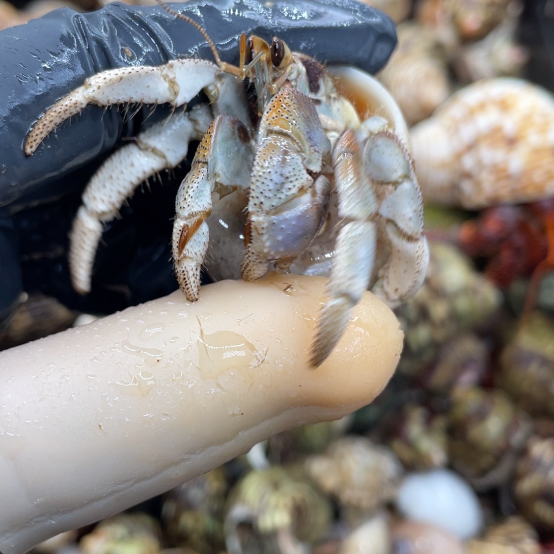 不退不换活体宠物24