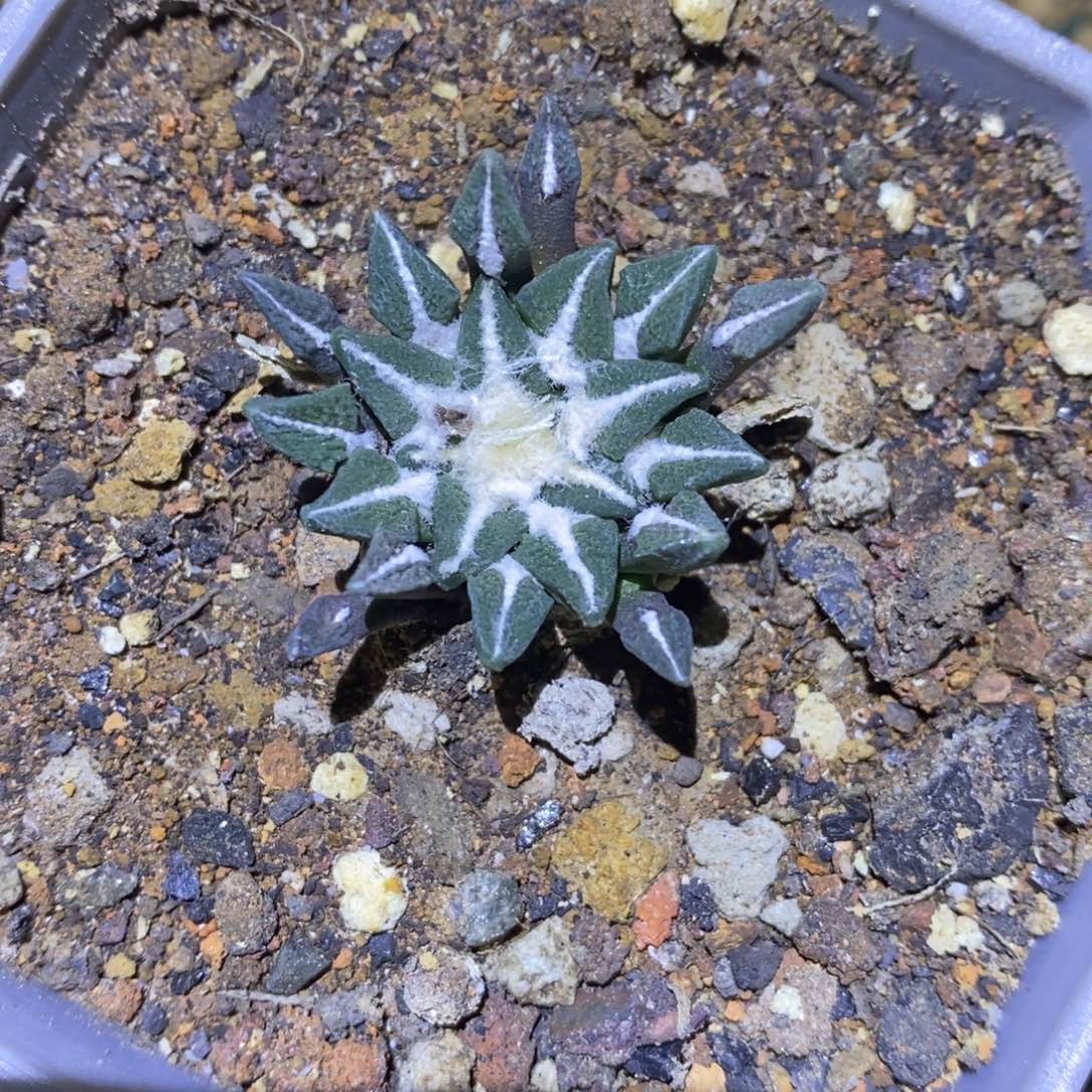 实生黑牡丹福利3.2cm