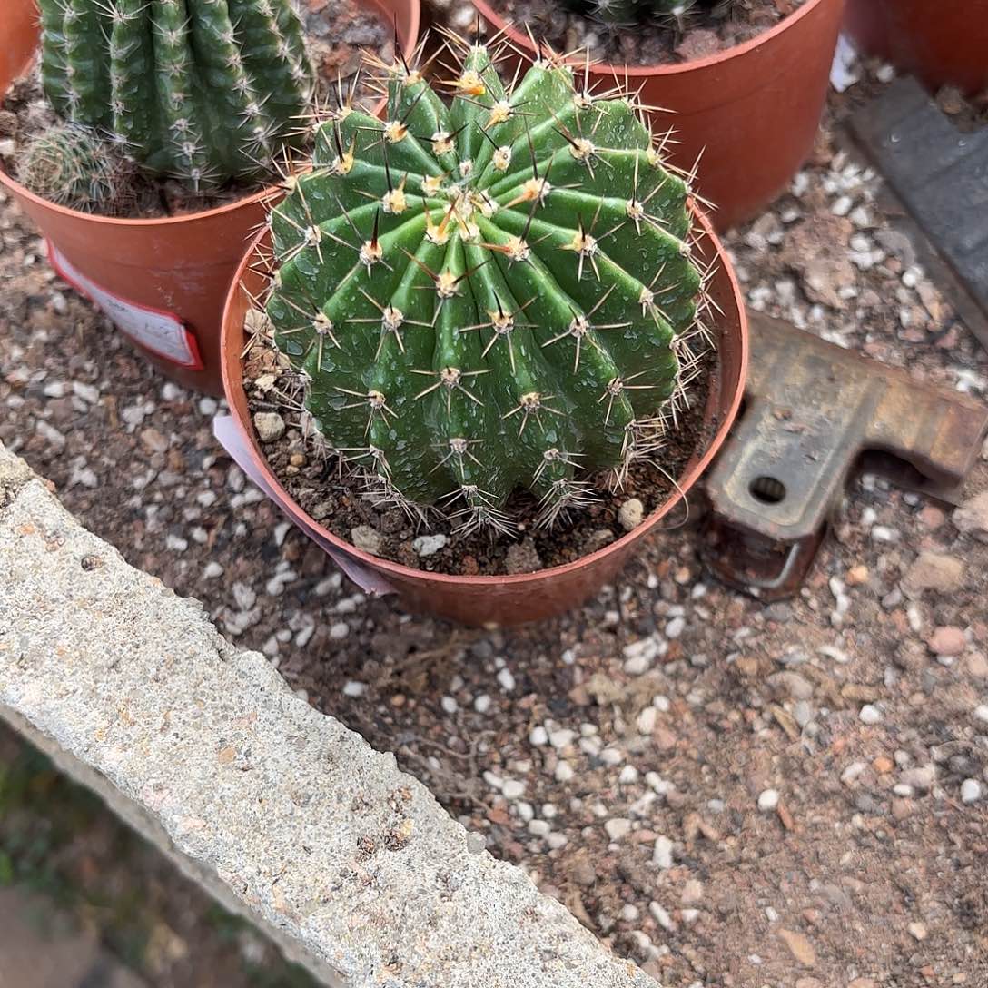 B***T彩草颜如玉7-7.5步差价