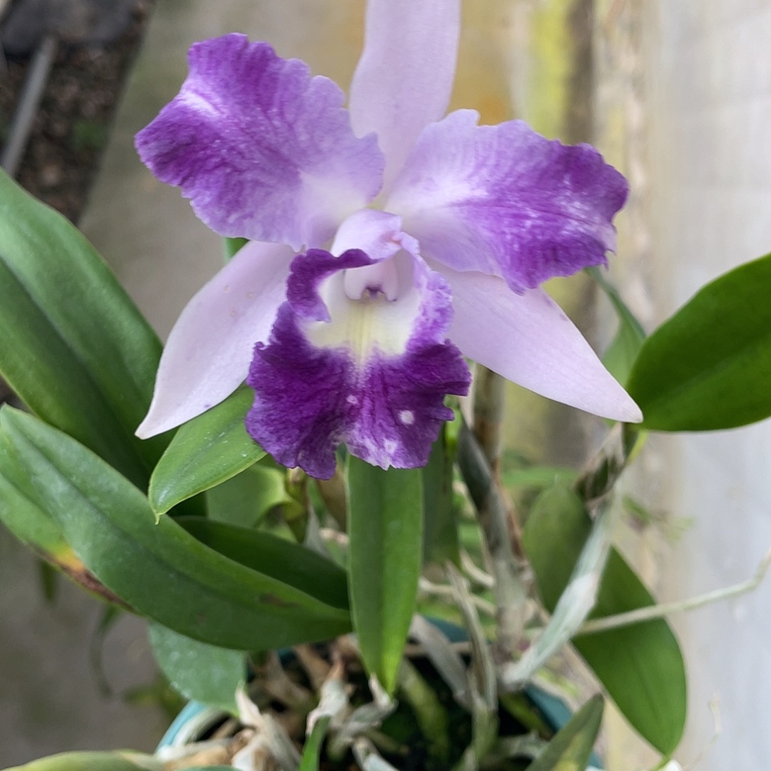 完全开放天使之吻 开花 36号