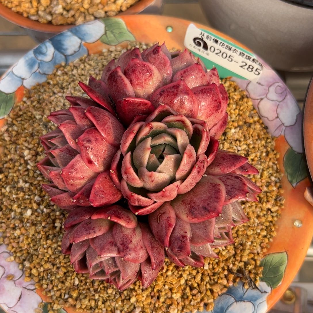 多肉一物一拍0205-285