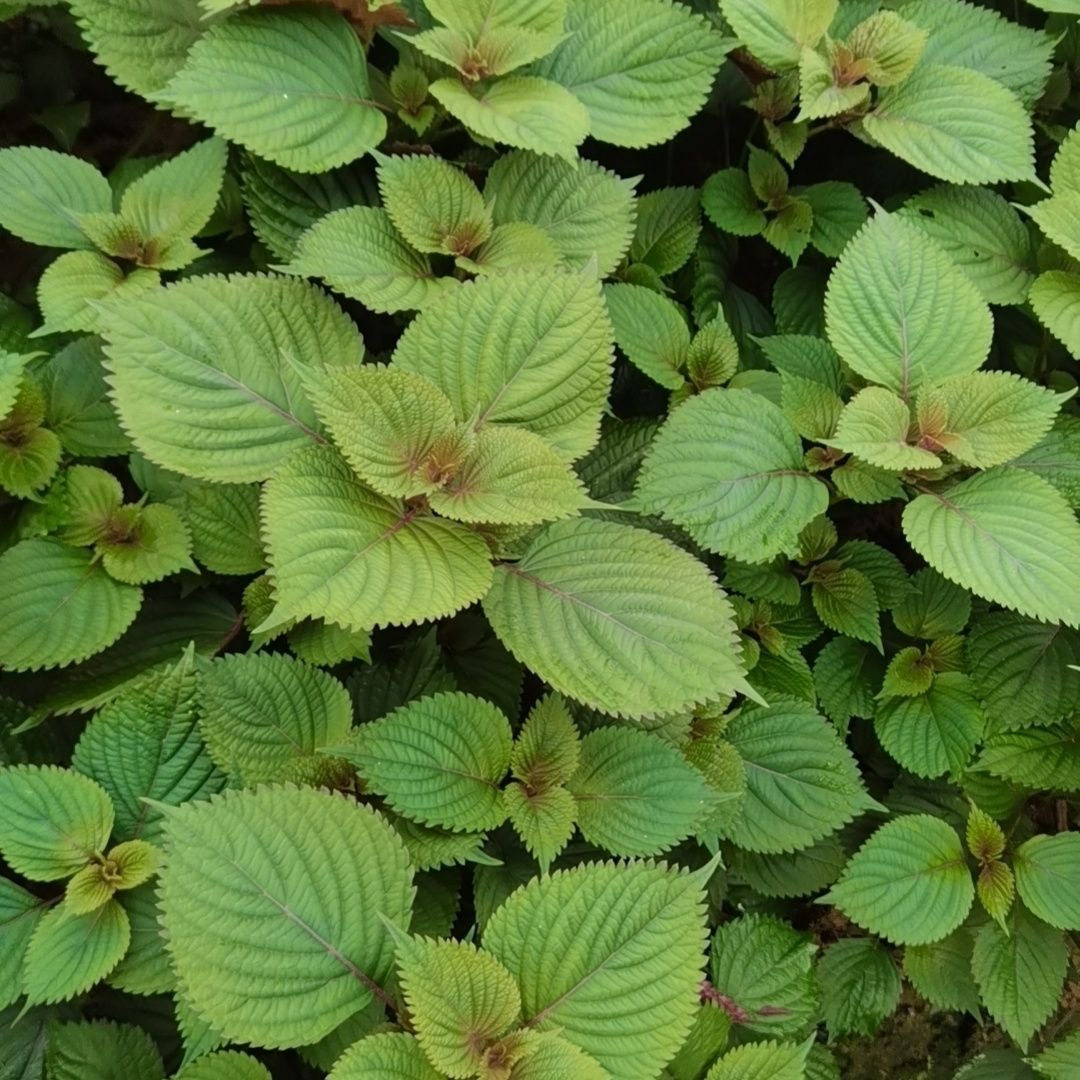 【紫苏种子】四季播蔬菜种子 阳台室内盆栽蔬菜紫苏种籽