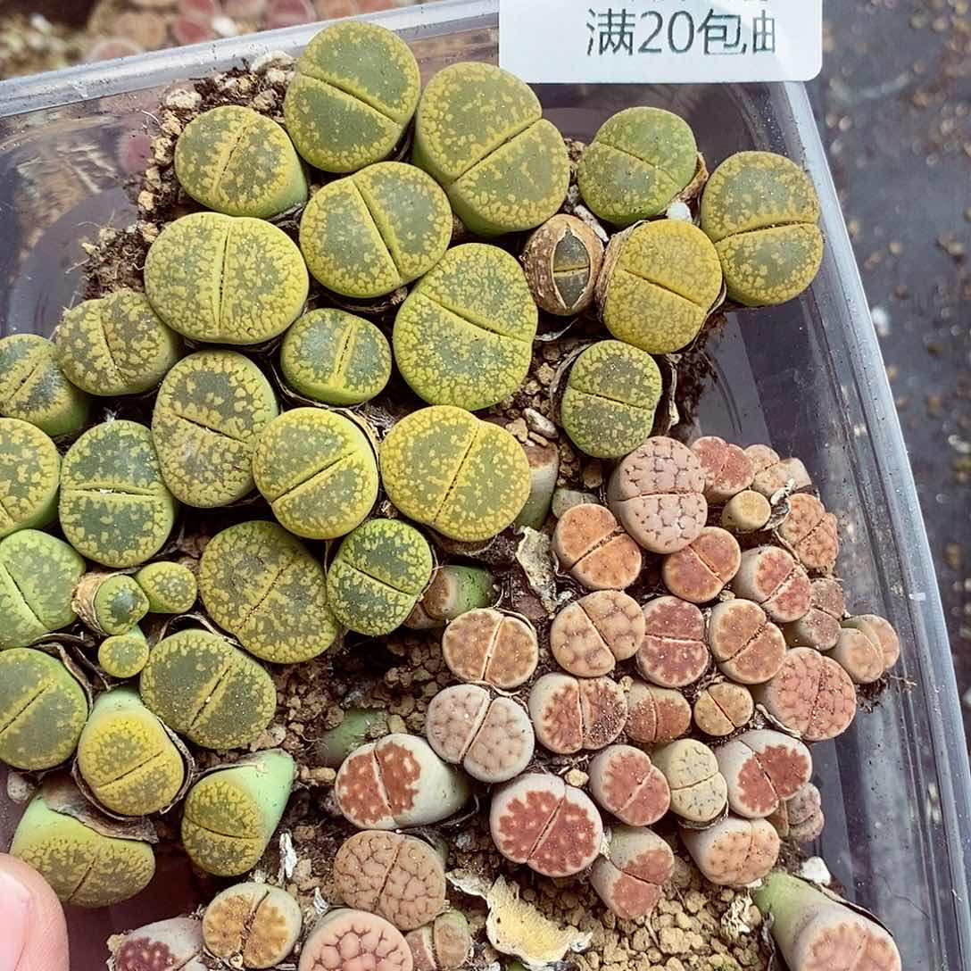 我们一起暴富吧099